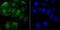 Ring-Box 1 antibody, NBP2-75643, Novus Biologicals, Immunofluorescence image 