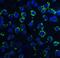 Dynein Axonemal Light Chain 1 antibody, NBP1-76932, Novus Biologicals, Immunocytochemistry image 
