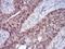 Erb-B2 Receptor Tyrosine Kinase 4 antibody, NBP2-52462, Novus Biologicals, Immunohistochemistry frozen image 