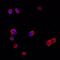 Frp antibody, MA5-23938, Invitrogen Antibodies, Immunocytochemistry image 