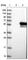 MTOR Associated Protein, Eak-7 Homolog antibody, HPA041020, Atlas Antibodies, Western Blot image 