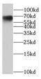 Nuclear Receptor Coactivator 5 antibody, FNab05590, FineTest, Western Blot image 