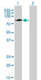 Interferon Gamma Inducible Protein 16 antibody, LS-B11853, Lifespan Biosciences, Western Blot image 