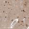 N-Terminal EF-Hand Calcium Binding Protein 1 antibody, NBP1-84005, Novus Biologicals, Immunohistochemistry frozen image 