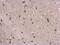 Neuronal PAS Domain Protein 1 antibody, NBP2-43651, Novus Biologicals, Immunohistochemistry paraffin image 