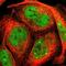 Ephrin B2 antibody, NBP1-84770, Novus Biologicals, Immunofluorescence image 