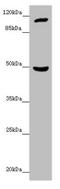 Inositol Polyphosphate-4-Phosphatase Type I A antibody, LS-C675905, Lifespan Biosciences, Western Blot image 