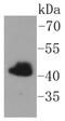 Farnesyltransferase, CAAX Box, Beta antibody, NBP2-67644, Novus Biologicals, Western Blot image 