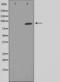 STAT5A antibody, TA325900, Origene, Western Blot image 