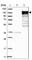 Erythrocyte Membrane Protein Band 4.1 Like 3 antibody, HPA028605, Atlas Antibodies, Western Blot image 