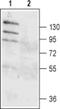 Anoctamin 1 antibody, PA5-77373, Invitrogen Antibodies, Western Blot image 