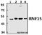 Tripartite Motif Containing 38 antibody, A10133-1, Boster Biological Technology, Western Blot image 