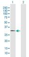 F-Box Protein 44 antibody, H00093611-D01P, Novus Biologicals, Western Blot image 