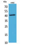 Selectin L antibody, STJ96495, St John