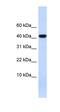 Angiotensin II antibody, orb333716, Biorbyt, Western Blot image 