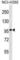 Dispatched RND Transporter Family Member 3 antibody, abx028603, Abbexa, Western Blot image 