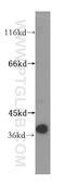 Guanosine Monophosphate Reductase antibody, 15683-1-AP, Proteintech Group, Western Blot image 