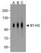 CD276 Molecule antibody, TA355140, Origene, Western Blot image 