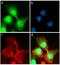 Fibroblast Growth Factor Receptor 4 antibody, 710210, Invitrogen Antibodies, Immunofluorescence image 