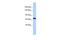 Protocadherin Related 15 antibody, A03591, Boster Biological Technology, Western Blot image 