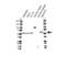 G Protein Pathway Suppressor 1 antibody, VPA00254, Bio-Rad (formerly AbD Serotec) , Western Blot image 