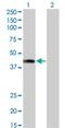 AF4/FMR2 Family Member 4 antibody, H00027125-M01, Novus Biologicals, Western Blot image 