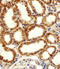 ADA1D antibody, LS-C344228, Lifespan Biosciences, Immunohistochemistry frozen image 