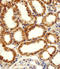 Adrenoceptor Alpha 1D antibody, LS-C344228, Lifespan Biosciences, Immunohistochemistry frozen image 