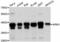 Nucleophosmin 1 antibody, LS-C330974, Lifespan Biosciences, Western Blot image 