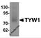 TRNA-YW Synthesizing Protein 1 Homolog antibody, 6373, ProSci, Western Blot image 