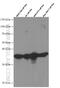 Cyclin Dependent Kinase 6 antibody, 66278-1-Ig, Proteintech Group, Western Blot image 