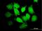 Phosphatidylinositol Specific Phospholipase C X Domain Containing 1 antibody, H00055344-B01P, Novus Biologicals, Immunofluorescence image 