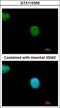 YY1 Associated Factor 2 antibody, GTX115355, GeneTex, Immunocytochemistry image 