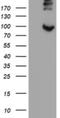 Prolyl 3-Hydroxylase 1 antibody, NBP2-45786, Novus Biologicals, Western Blot image 