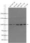 General Transcription Factor IIIC Subunit 2 antibody, 27494-1-AP, Proteintech Group, Western Blot image 
