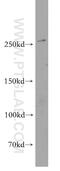  antibody, 19681-1-AP, Proteintech Group, Western Blot image 