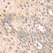 Proteasome Subunit Alpha 2 antibody, A2504, ABclonal Technology, Immunohistochemistry paraffin image 