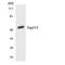 Septin 14 antibody, LS-C200650, Lifespan Biosciences, Western Blot image 