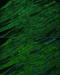 Troponin I3, Cardiac Type antibody, 13-057, ProSci, Immunofluorescence image 