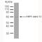 Protein Kinase AMP-Activated Catalytic Subunit Alpha 2 antibody, MCA2673GA, Bio-Rad (formerly AbD Serotec) , Immunoprecipitation image 