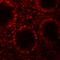 LRR Binding FLII Interacting Protein 1 antibody, 6219, ProSci, Immunofluorescence image 