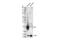 Lymphocyte Antigen 6 Family Member K antibody, 44263S, Cell Signaling Technology, Western Blot image 