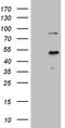 E74 Like ETS Transcription Factor 3 antibody, TA810005S, Origene, Western Blot image 