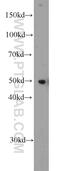 Eukaryotic Translation Elongation Factor 1 Alpha 1 antibody, 11402-1-AP, Proteintech Group, Western Blot image 