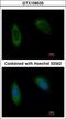 Translocation Associated Membrane Protein 1 antibody, LS-B10961, Lifespan Biosciences, Immunocytochemistry image 