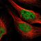 Fibroblast Growth Factor 1 antibody, PA5-51878, Invitrogen Antibodies, Immunofluorescence image 