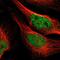 HBGF-1 antibody, PA5-51878, Invitrogen Antibodies, Immunofluorescence image 