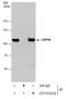 Heat Shock Protein 90 Beta Family Member 1 antibody, GTX103232, GeneTex, Immunoprecipitation image 