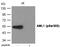 Aml1 antibody, GTX55410, GeneTex, Western Blot image 