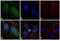 ABL Proto-Oncogene 1, Non-Receptor Tyrosine Kinase antibody, 44-250, Invitrogen Antibodies, Immunofluorescence image 